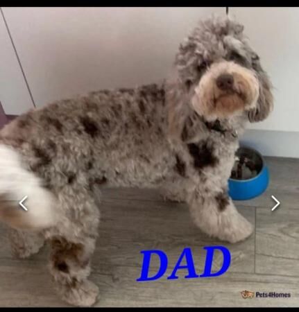 Cockapoo puppies for sale in Dudley, West Midlands – 1 year old - Image 2 of 5