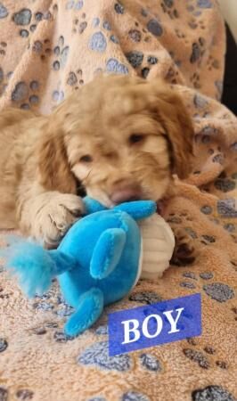 Cockapoo puppies for sale in Dudley, West Midlands – 1 year old - Image 5 of 5