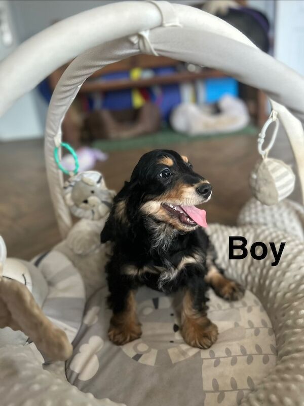 gorgeous 4 month old cockapoo boys available - Image 4 of 5