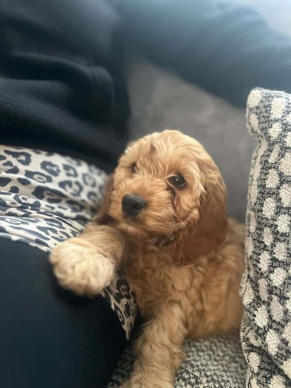 Cockapoo puppies for sale in St Neots, Cambridgeshire – 4 months old - Image 1 of 3