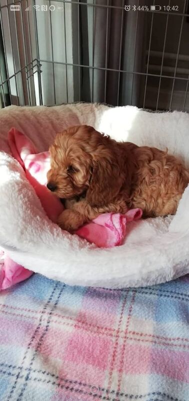 Gorgeous Apricot cockapoo 12 weeks old for sale in St Neots, Cambridgeshire - Image 2
