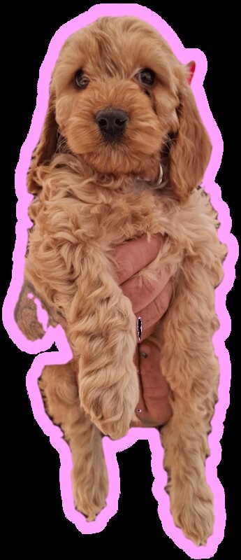 Gorgeous Apricot cockapoo 12 weeks old for sale in St Neots, Cambridgeshire - Image 3