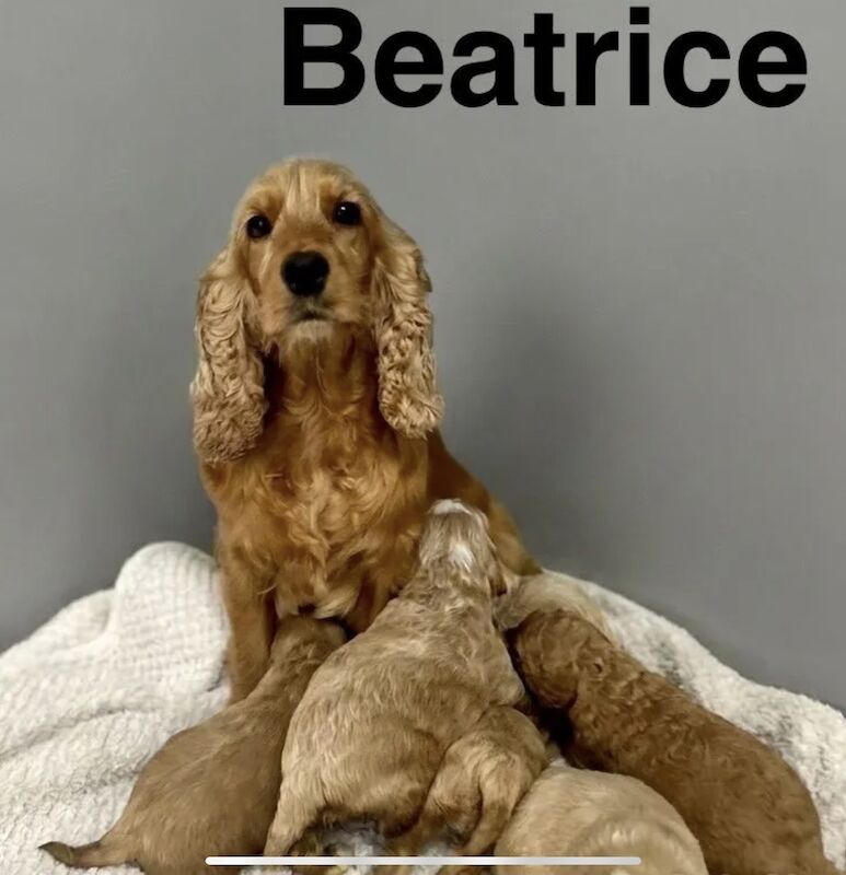 Gorgeous apricot cockapoo now ready 