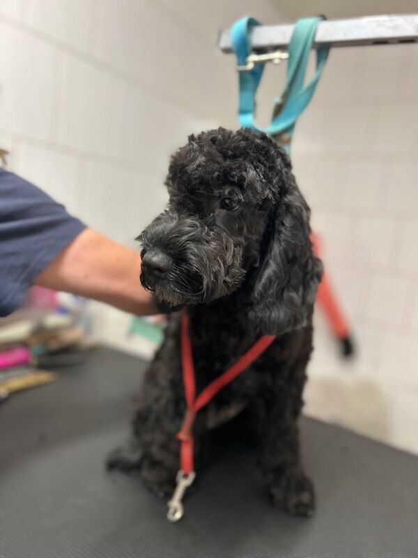 Cockapoo puppies for sale in Wisbech, Cambridgeshire – 5 months old - Image 3 of 6