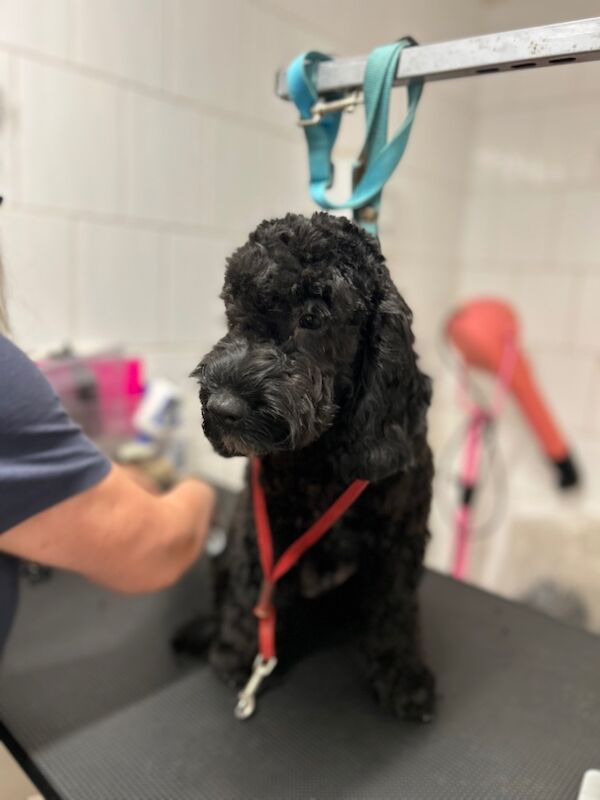 Cockapoo puppies for sale in Wisbech, Cambridgeshire – 5 months old - Image 4 of 6
