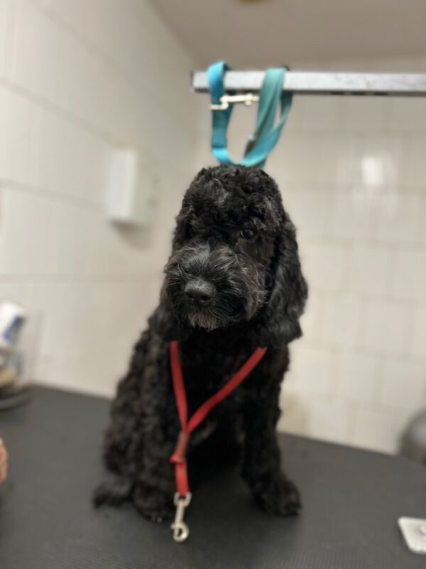 Cockapoo puppies for sale in Wisbech, Cambridgeshire – 5 months old - Image 5 of 6