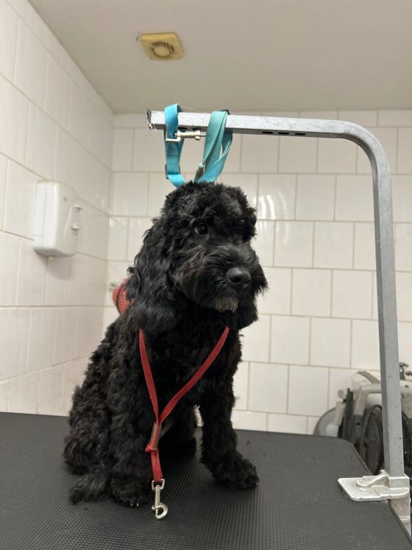 Cockapoo puppies for sale in Wisbech, Cambridgeshire – 5 months old - Image 6 of 6