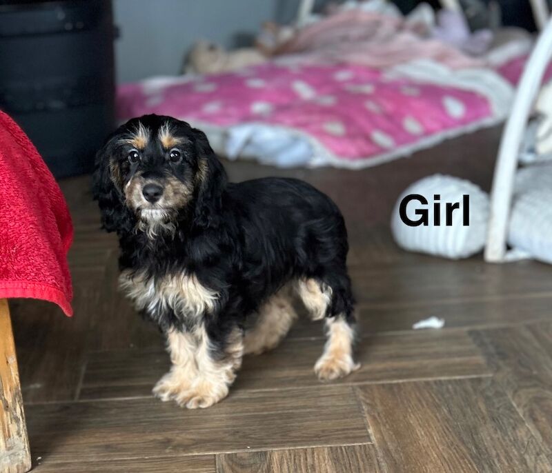 Gorgeous black tan cockapoo girl - Image 3 of 7