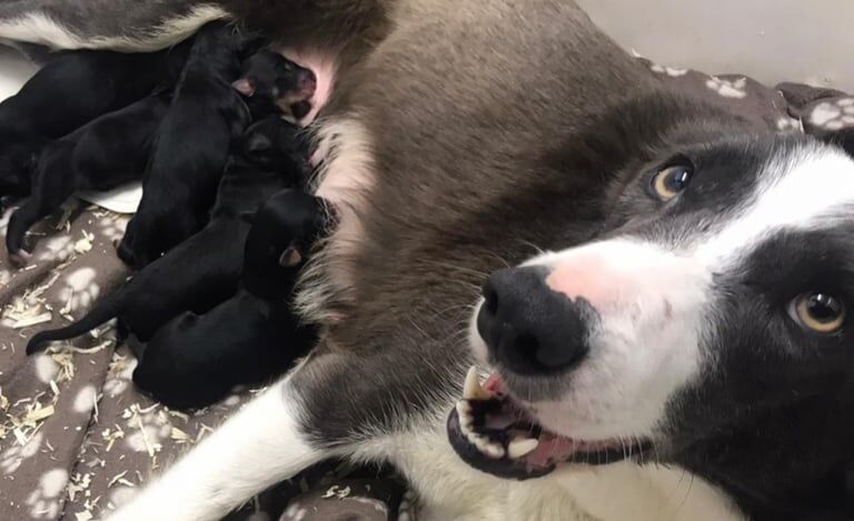 Cockapoo puppies for sale in Leyland, Lancashire – 5 months old - Image 2 of 5