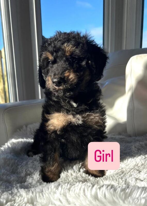 Cockapoo puppies for sale in Leyland, Lancashire – 5 months old - Image 3 of 5