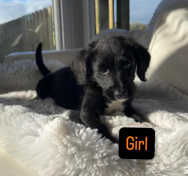 Cockapoo puppies for sale in Leyland, Lancashire – 5 months old - Image 4 of 5