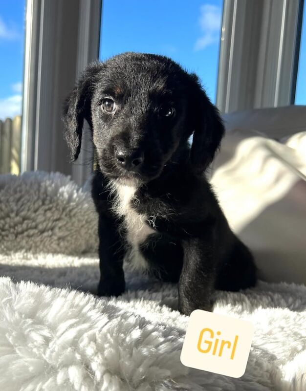 Cockapoo puppies for sale in Leyland, Lancashire – 5 months old - Image 5 of 5