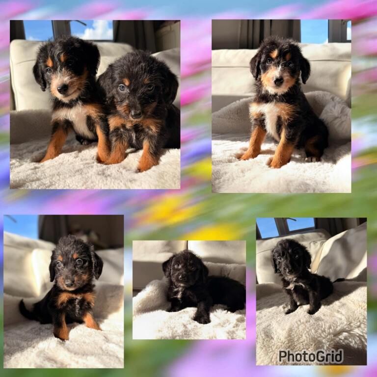 Gorgeous Borderdoodle puppies ( collie x poodle )