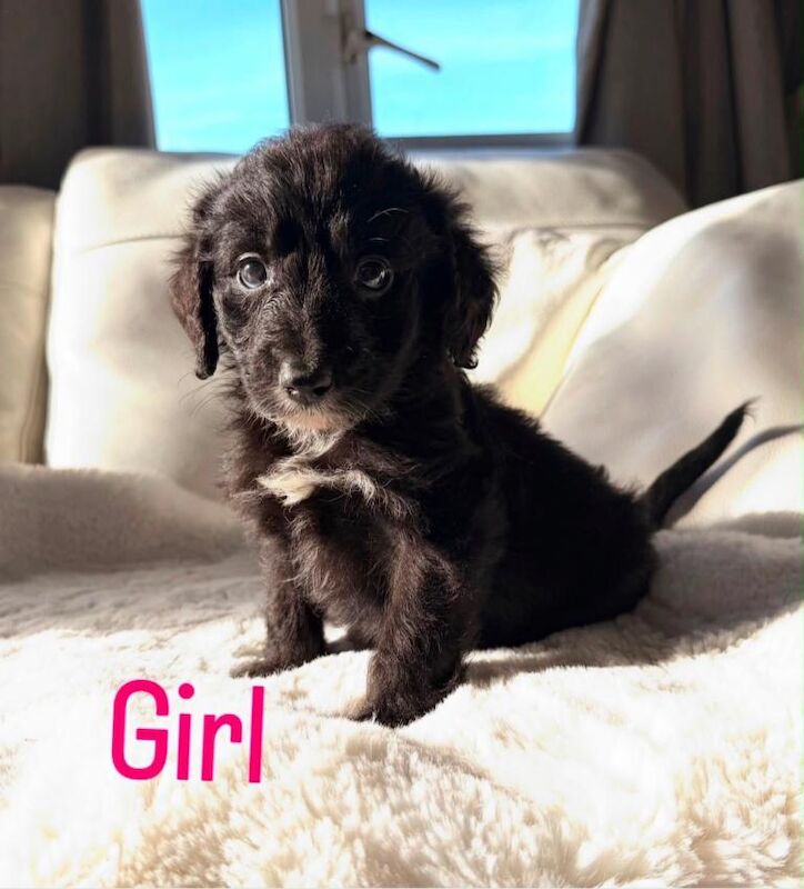 Gorgeous Borderdoodle puppies ( collie x poodle ) - Image 2 of 3