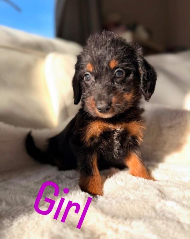 Gorgeous Borderdoodle puppies ( collie x poodle ) - Image 3 of 3
