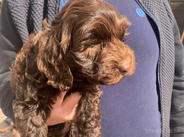 Cockapoo puppies for sale in Warrington, Cheshire – 1 year old - Image 2 of 5