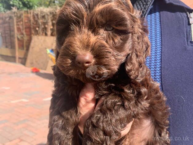 Cockapoo puppies for sale in Warrington, Cheshire – 1 year old - Image 3 of 5