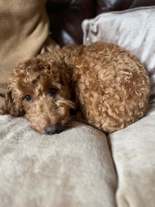 Gorgeous Cockapoo Female for sale in Gretna, Dumfries | Image 2