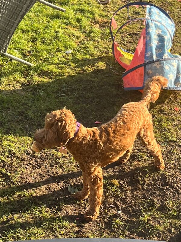 Gorgeous Cockapoo Female for sale in Gretna, Dumfries | Image 3