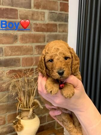 Gorgeous Cockapoo Puppies for sale in Coventry, West Midlands - Image 1