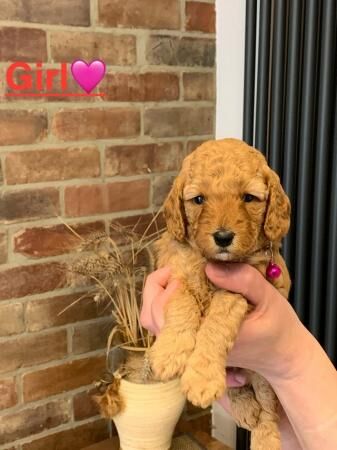 Cockapoo puppies for sale in Coventry, West Midlands – 1 year old - Image 2 of 3