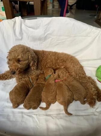 Cockapoo puppies for sale in Coventry, West Midlands – 1 year old - Image 3 of 3