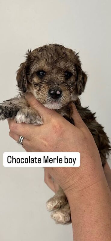 Gorgeous cockapoo puppies for sale in Crediton, Devon