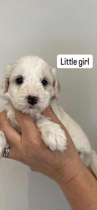 Gorgeous cockapoo puppies for sale in Crediton, Devon | Image 2