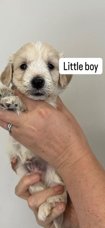 Gorgeous cockapoo puppies for sale in Crediton, Devon | Image 3