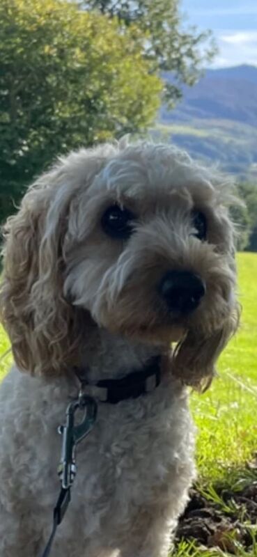 Gorgeous cockapoo puppies for sale in Faversham, Kent