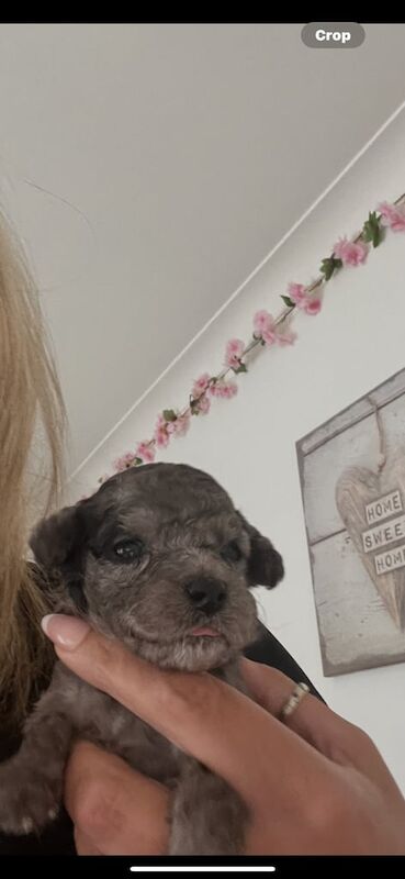 Gorgeous cockapoo puppies for sale in Faversham, Kent | Image 3