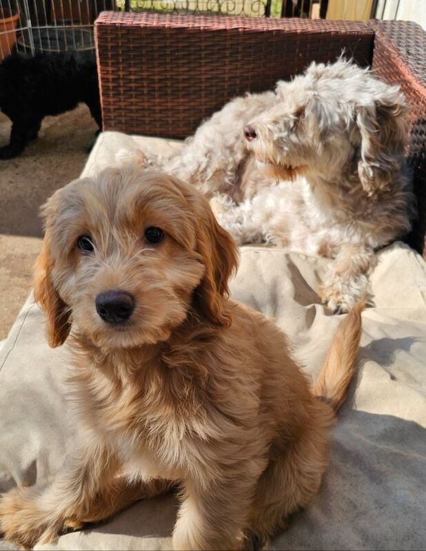 Gorgeous Cockapoo Puppies for sale in Doncaster, South Yorkshire - Image 2