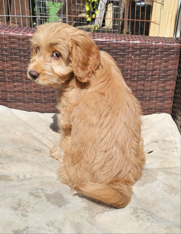 Gorgeous Cockapoo Puppies for sale in Doncaster, South Yorkshire - Image 3