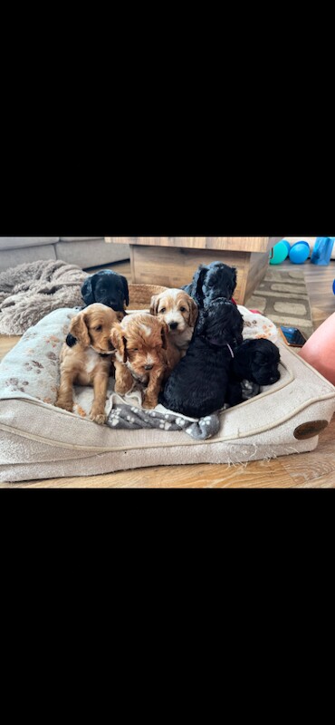 Gorgeous Cockapoo Puppies