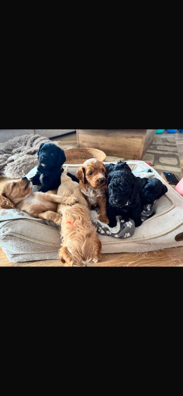 Gorgeous Cockapoo Puppies - Image 2 of 5