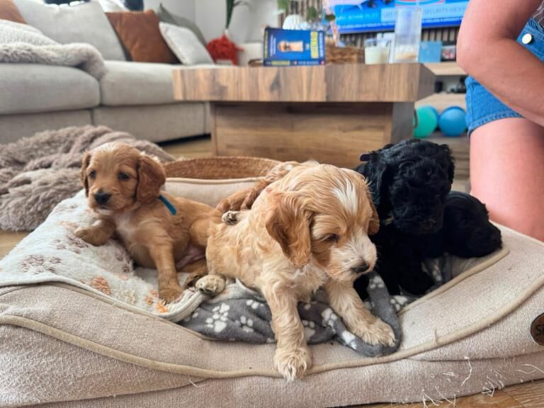 Gorgeous Cockapoo Puppies - Image 3 of 5