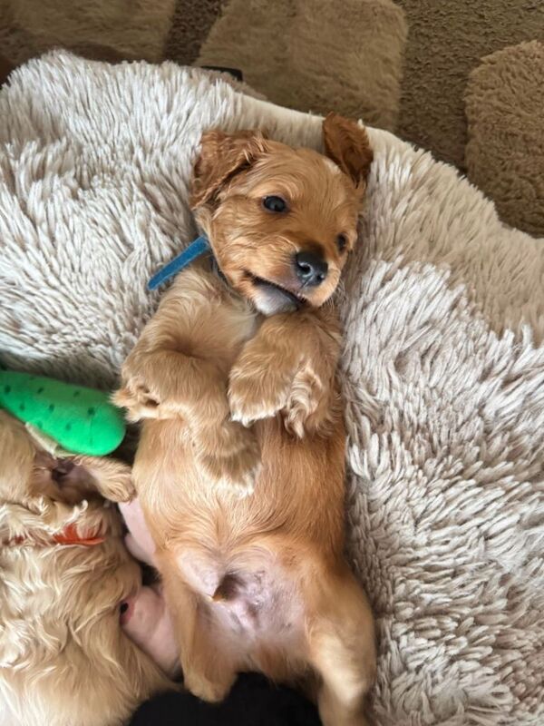 Gorgeous Cockapoo Puppies - Image 4 of 5