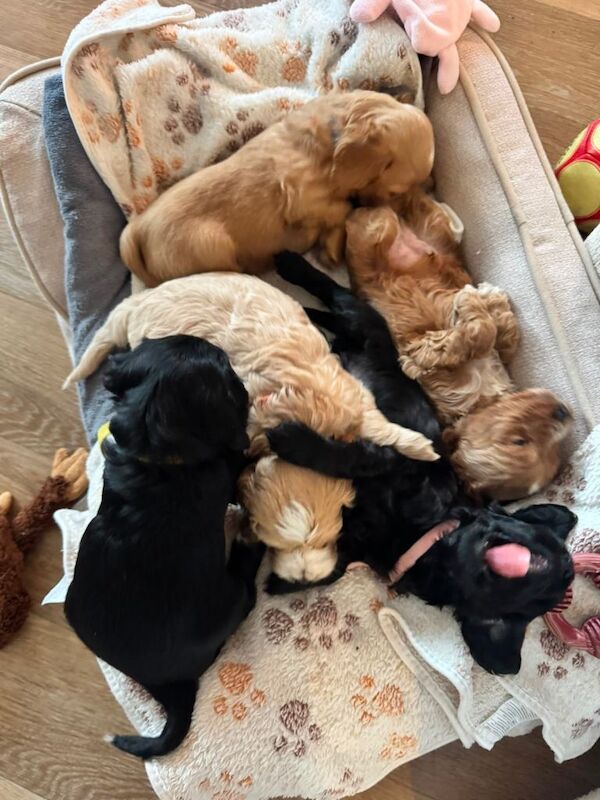 Gorgeous Cockapoo Puppies - Image 5 of 5
