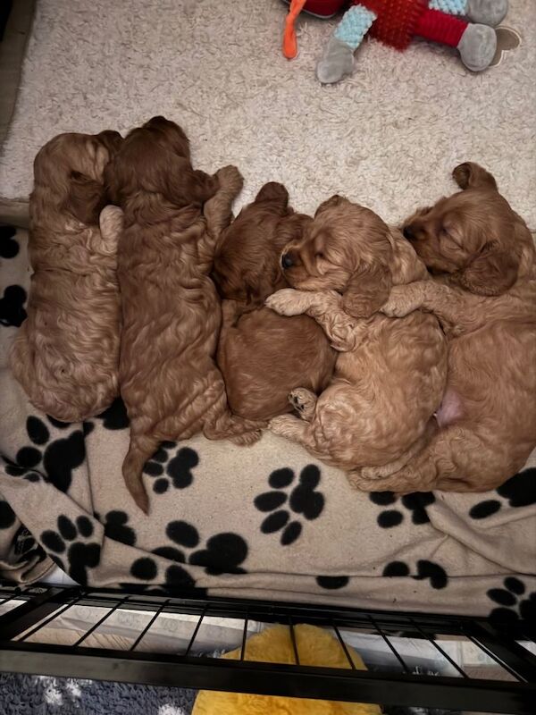 Gorgeous cockapoo puppies for sale