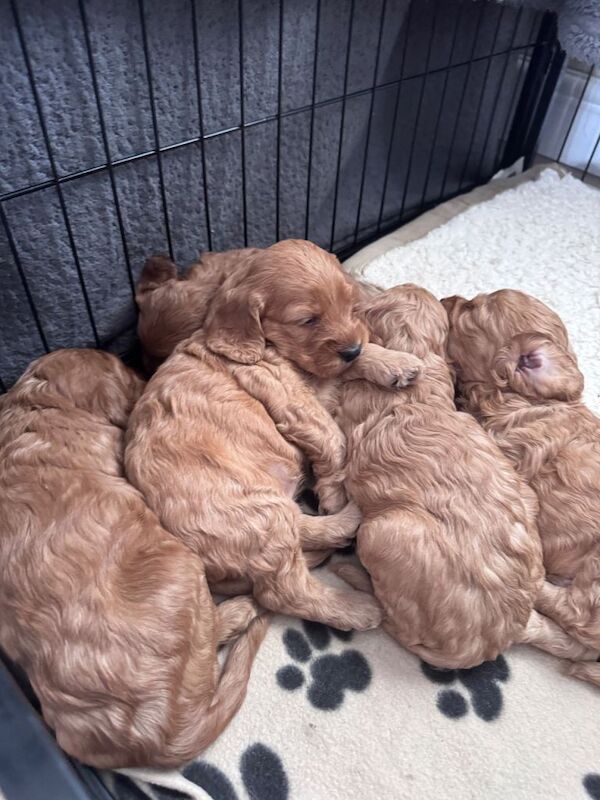 Gorgeous cockapoo puppies for sale - Image 2 of 6