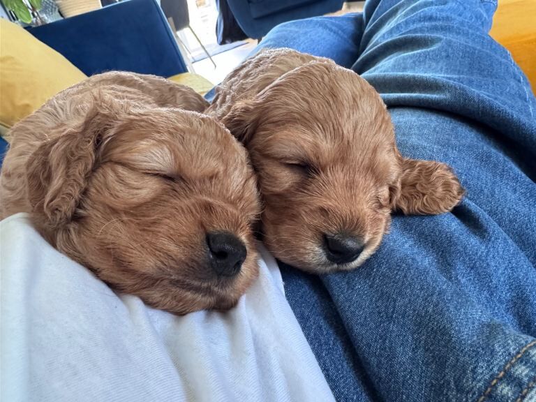 Gorgeous cockapoo puppies for sale - Image 3 of 6