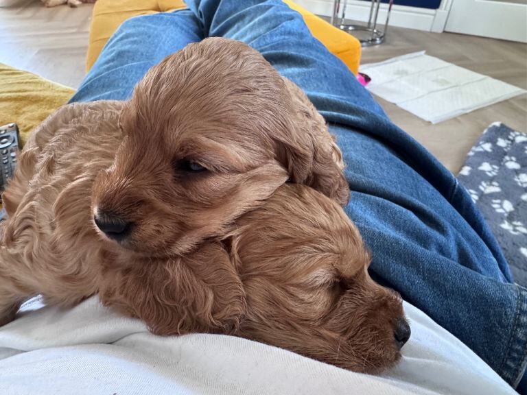 Gorgeous cockapoo puppies for sale - Image 4 of 6