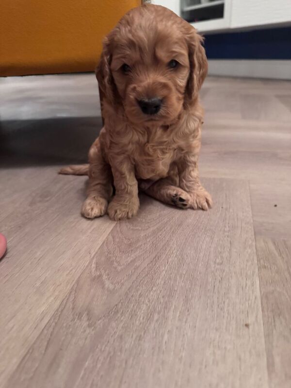 Gorgeous cockapoo puppies for sale - Image 5 of 6