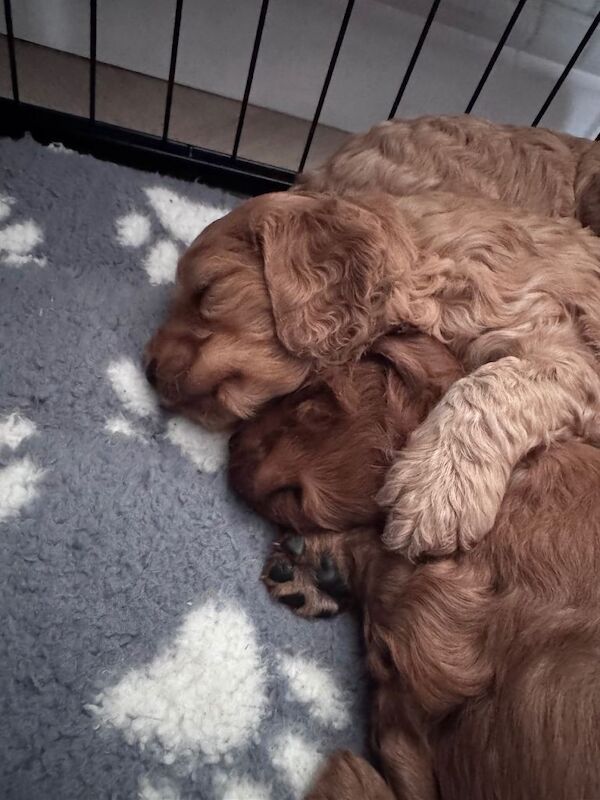 Gorgeous cockapoo puppies for sale - Image 6 of 6