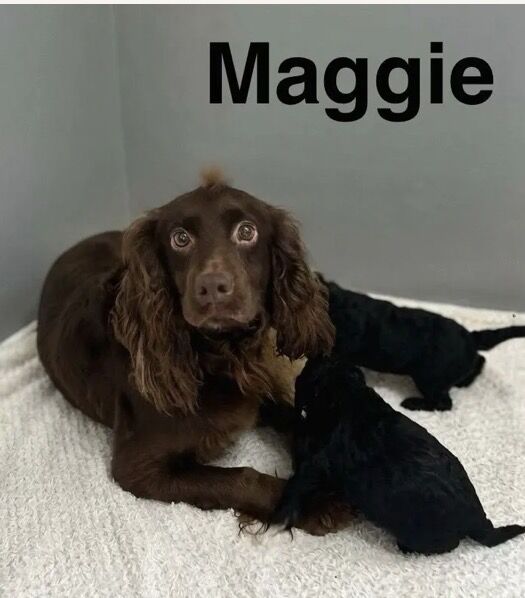 Apricot Cockapoo Puppies For Sale