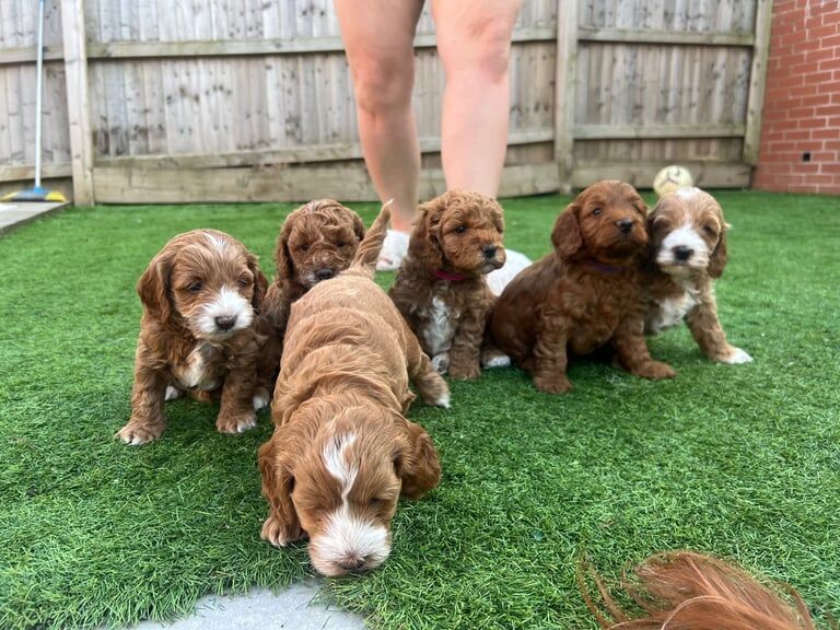 Gorgeous Cockapoo Puppies – Loving Homes Only Ready Soon for sale in Erdington, West Midlands - Image 2