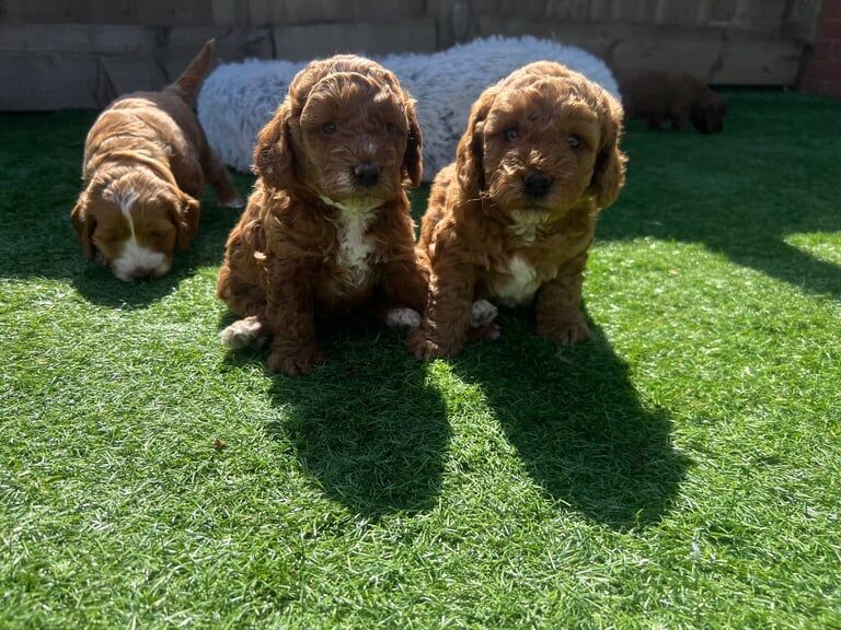 Cockapoo puppies for sale in Erdington, West Midlands – 9 months old - Image 3 of 3