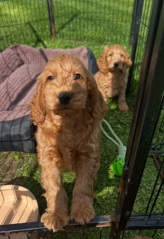 Cockapoo puppies for sale in Dungannon, County Tyrone – 8 weeks old