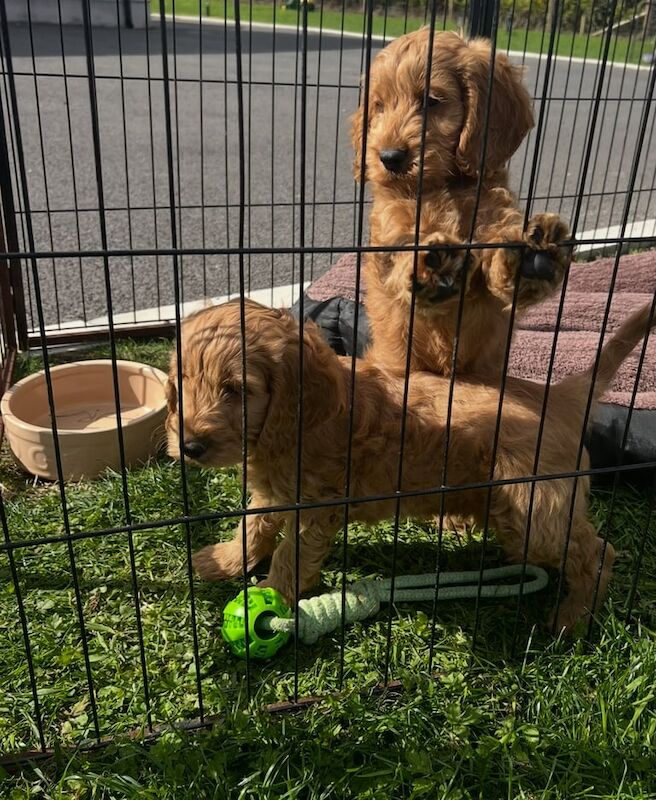 Cockapoo puppies for sale in Dungannon, County Tyrone – 10 weeks old - Image 2 of 3
