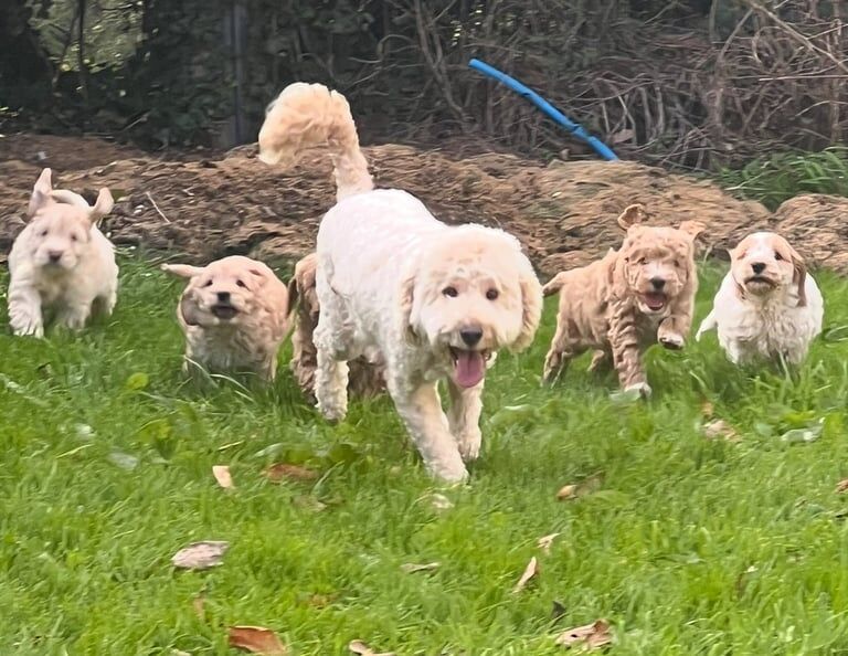 Cockapoo puppies for sale in Dungannon, County Tyrone – 9 weeks old - Image 2 of 3